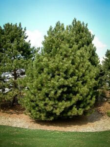 Сосна Чёрная (Pinus Nigra) купить по цене от 270.00р. в интернет-магазине «Посадика» с доставкой почтой в в Шахтерске и по всей России – [изображение №1].