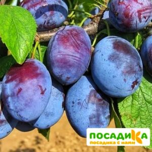 Слива Чачакская ранняя купить по цене от 229.00р. в интернет-магазине «Посадика» с доставкой почтой в в Шахтерске и по всей России – [изображение №1].