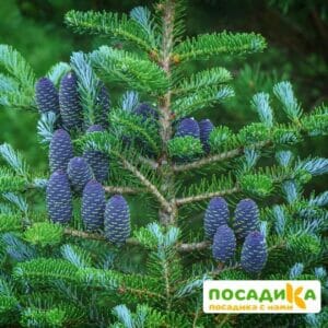 Пихта корейская (Abies koreana) купить по цене от 450.00р. в интернет-магазине «Посадика» с доставкой почтой в в Шахтерске и по всей России – [изображение №1].