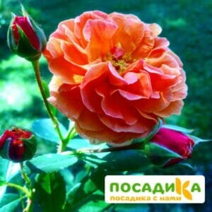 Роза Арабия купить по цене от 350.00р. в интернет-магазине «Посадика» с доставкой почтой в в Шахтерске и по всей России – [изображение №1].