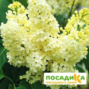 Сирень Примроуз (Primrose) купить по цене от 529.00р. в интернет-магазине «Посадика» с доставкой почтой в в Шахтерске и по всей России – [изображение №1].