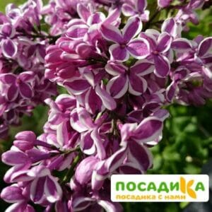 Сирень Сенсация купить по цене от 529.00р. в интернет-магазине «Посадика» с доставкой почтой в в Шахтерске и по всей России – [изображение №1].