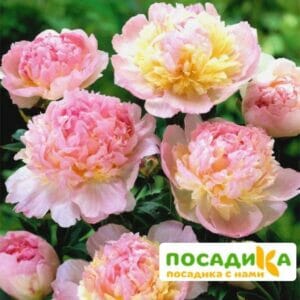 Пион Распберри Сандей (Paeonia Raspberry Sundae) купить по цене от 959р. в интернет-магазине «Посадика» с доставкой почтой в в Шахтерске и по всей России – [изображение №1].