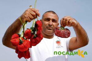 Клубника Гигант Джорнея купить по цене от 266р. в интернет-магазине «Посадика» с доставкой почтой в в Шахтерске и по всей России – [изображение №1].