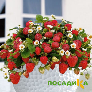 Клубника Рубиновый Шепот (горшечная) купить по цене от 240р. в интернет-магазине «Посадика» с доставкой почтой в в Шахтерске и по всей России – [изображение №1].