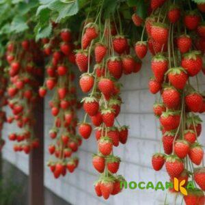Клубника вьющаяся Комплимент купить по цене от 470р. в интернет-магазине «Посадика» с доставкой почтой в в Шахтерске и по всей России – [изображение №1].
