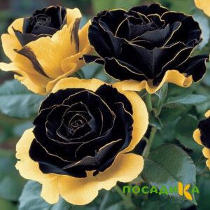Роза Ханни Сикл купить по цене от 700р. в интернет-магазине «Посадика» с доставкой почтой в в Шахтерске и по всей России – [изображение №1].