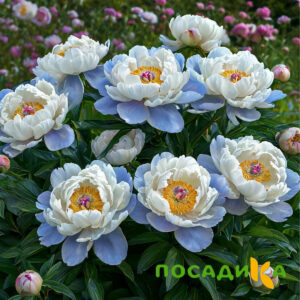 Пион акварельный Этюд купить по цене от 806р. в интернет-магазине «Посадика» с доставкой почтой в в Шахтерске и по всей России – [изображение №1].