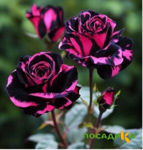 Роза Багровый Шепот купить по цене от 366р. в интернет-магазине «Посадика» с доставкой почтой в в Шахтерске и по всей России – [изображение №1].