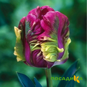Тюльпан Экзотик Хэвен купить по цене от 186р. в интернет-магазине «Посадика» с доставкой почтой в в Шахтерске и по всей России – [изображение №1].