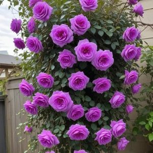 Роза Мистик Уайт купить по цене от 620р. в интернет-магазине «Посадика» с доставкой почтой в в Шахтерске и по всей России – [изображение №1].