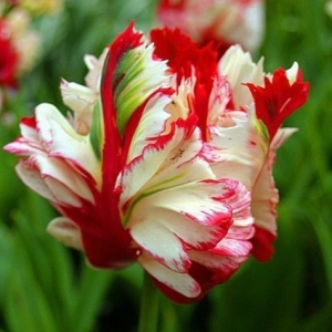 Тюльпан Эстелла Рижнвельд купить по цене от 500р. в интернет-магазине «Посадика» с доставкой почтой в в Шахтерске и по всей России – [изображение №1].