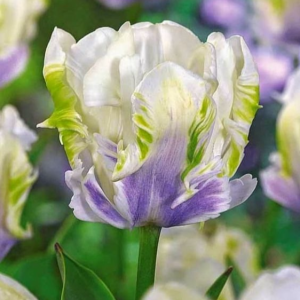 Тюльпан Уайт Лизарт купить по цене от 360р. в интернет-магазине «Посадика» с доставкой почтой в в Шахтерске и по всей России – [изображение №1].