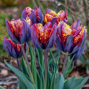 Тюльпан Опал Дрим купить по цене от 207р. в интернет-магазине «Посадика» с доставкой почтой в в Шахтерске и по всей России – [изображение №1].